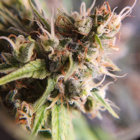 Ciclo 02 growlog timeline photo
