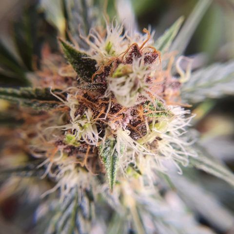 Ciclo 02 growlog timeline photo