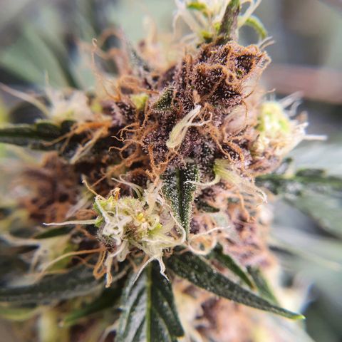 Ciclo 02 growlog timeline photo