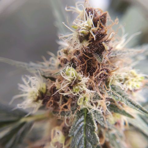 Ciclo 02 growlog timeline photo