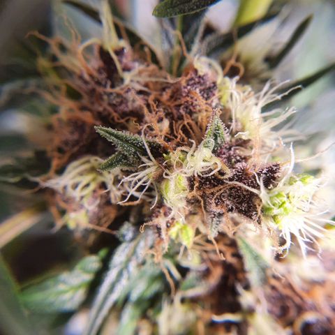 Ciclo 02 growlog timeline photo