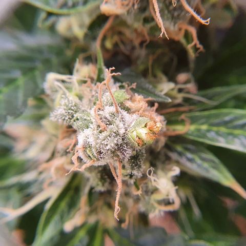 Ciclo 02 growlog timeline photo