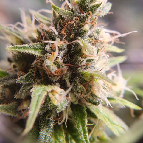 Ciclo 02 growlog timeline photo