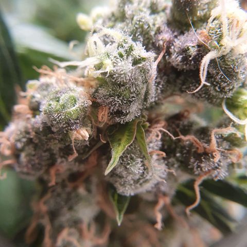 Ciclo 02 growlog timeline photo