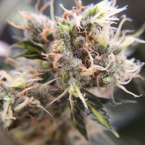 Ciclo 02 growlog timeline photo
