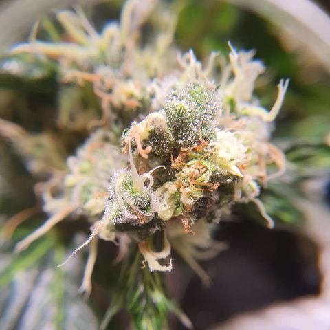 Ciclo 02 growlog timeline photo