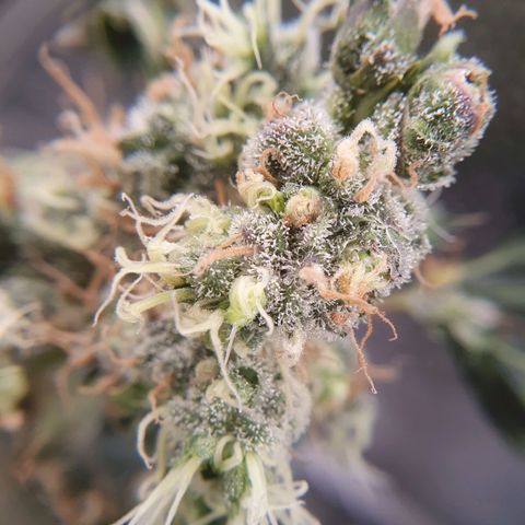 Ciclo 02 growlog timeline photo