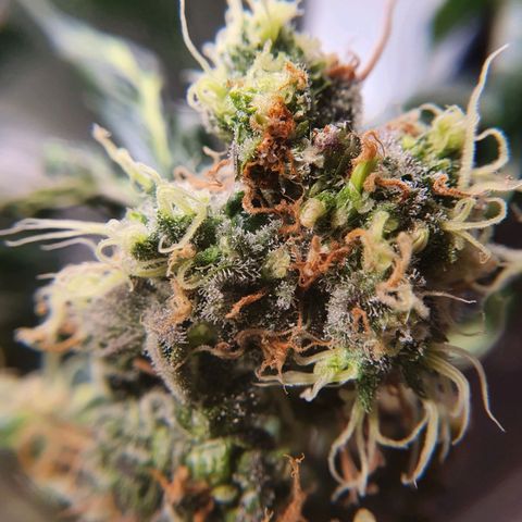 Ciclo 02 growlog timeline photo