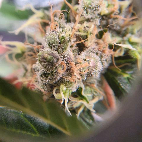Ciclo 02 growlog timeline photo