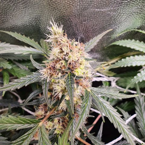 Ciclo 02 growlog timeline photo