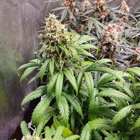 Ciclo 02 growlog timeline photo