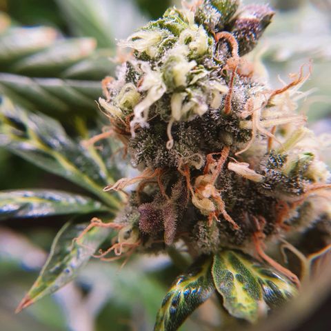 Ciclo 02 growlog timeline photo