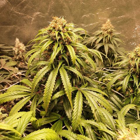 Ciclo 02 growlog timeline photo