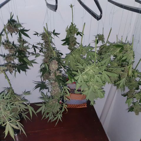 Ciclo 02 growlog timeline photo