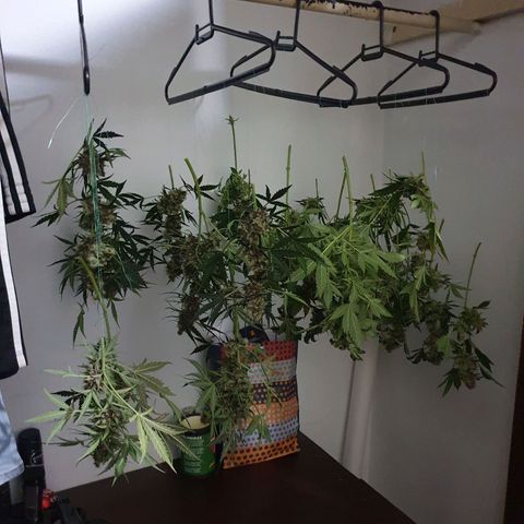 Ciclo 02 growlog timeline photo