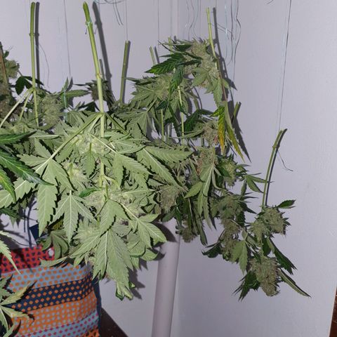 Ciclo 02 growlog timeline photo