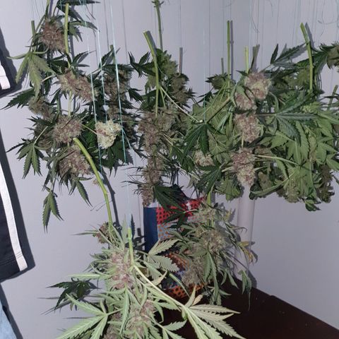 Ciclo 02 growlog timeline photo