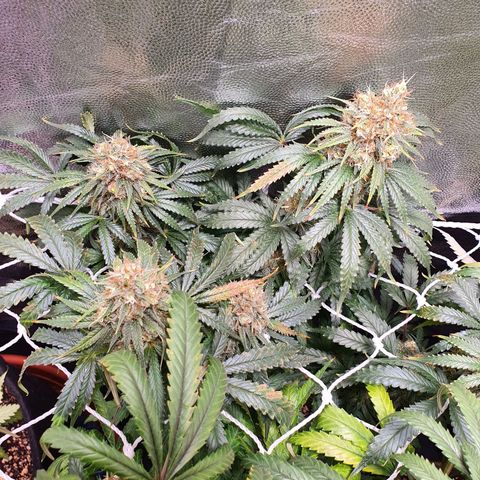 Ciclo 02 growlog timeline photo
