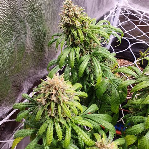 Ciclo 02 growlog timeline photo