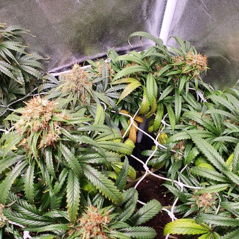 Ciclo 02 growlog timeline photo