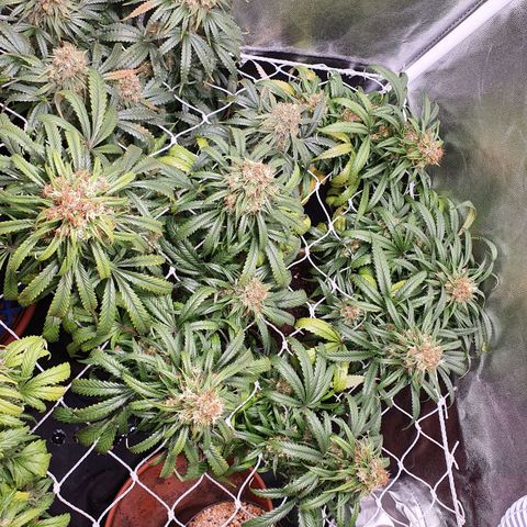 Ciclo 02 growlog timeline photo