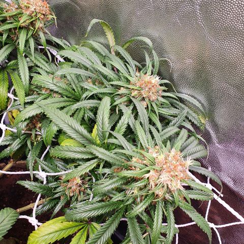 Ciclo 02 growlog timeline photo