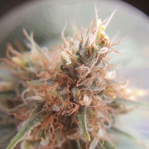 Ciclo 02 growlog timeline photo