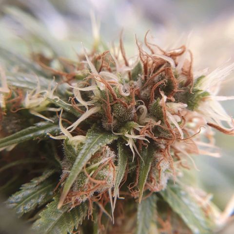 Ciclo 02 growlog timeline photo