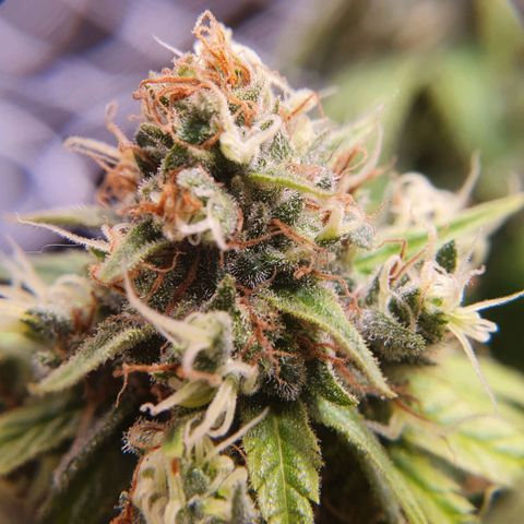 Ciclo 02 growlog timeline photo