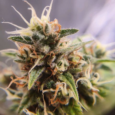 Ciclo 02 growlog timeline photo