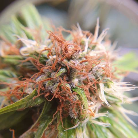Ciclo 02 growlog timeline photo