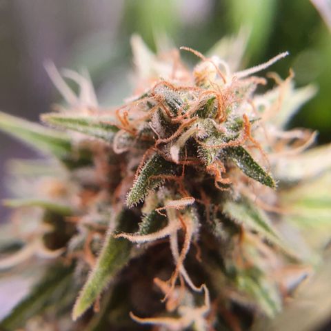 Ciclo 02 growlog timeline photo