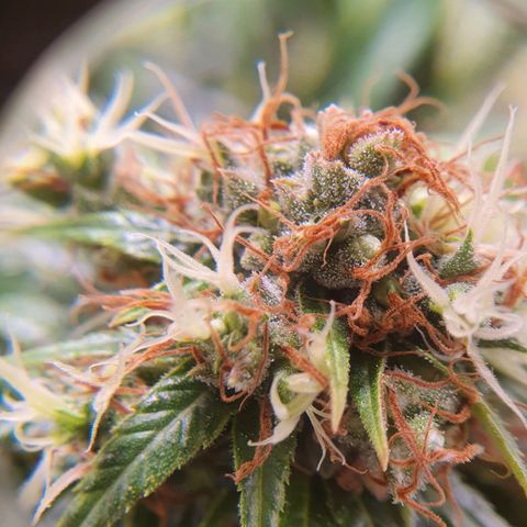 Ciclo 02 growlog timeline photo