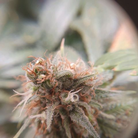 Ciclo 02 growlog timeline photo