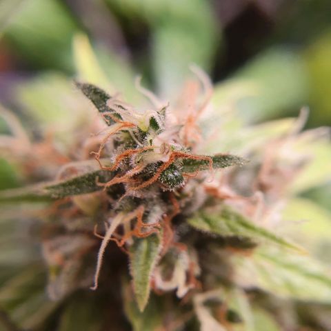 Ciclo 02 growlog timeline photo