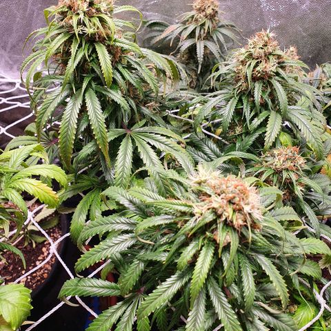 Ciclo 02 growlog timeline photo