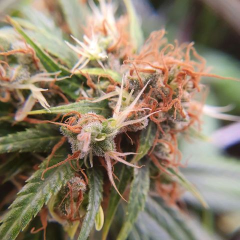Ciclo 02 growlog timeline photo
