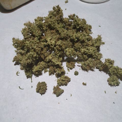 Ciclo 02 growlog photo: Early purple pheno 35.3g
Early Green pleno 43.3g