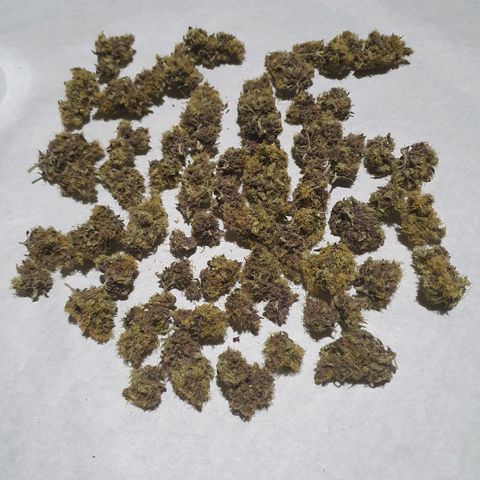 Ciclo 02 growlog photo: Early purple pheno 35.3g
Early Green pleno 43.3g