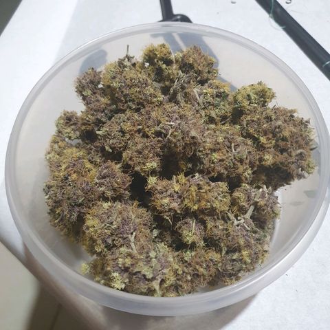 Ciclo 02 growlog photo: Early purple pheno 35.3g
Early Green pleno 43.3g