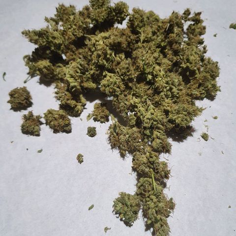 Ciclo 02 growlog photo: Early purple pheno 35.3g
Early Green pleno 43.3g