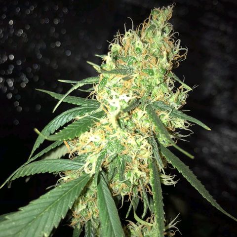 Deep Mandarine  growlog photo: Fotos varias durante todo el crecimiento están desorganizadas pero las fechas puestas en la ficha son correctas, tuvimos controles rigurosos con las fechas ya que durante el tiempo en que se forma el plantin sufrió estrés por falta de luz y provocó que se retrace un poco el crecimiento.