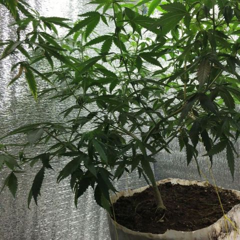 Deep Mandarine  growlog photo: En estás se pueden apreciar mejor las técnicas de podas que utilizadas todas podas apicales, y las diferentes ataduras para acomodar la planta. Si bien no es la mejor estructura cumple las expectativas dándonos unas buenas puntas que se pueden apreciar en las otros fotos y dependiendo el plan alimenticio, luces, ventilación, plan de hs de luz y marcas de productos ustedes podrían incluso sacar algo mejor la verdad es una buena genética que se la banca.