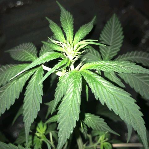 Deep Mandarine  growlog photo: En estás se pueden apreciar mejor las técnicas de podas que utilizadas todas podas apicales, y las diferentes ataduras para acomodar la planta. Si bien no es la mejor estructura cumple las expectativas dándonos unas buenas puntas que se pueden apreciar en las otros fotos y dependiendo el plan alimenticio, luces, ventilación, plan de hs de luz y marcas de productos ustedes podrían incluso sacar algo mejor la verdad es una buena genética que se la banca.