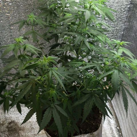 Deep Mandarine  growlog photo: En estás se pueden apreciar mejor las técnicas de podas que utilizadas todas podas apicales, y las diferentes ataduras para acomodar la planta. Si bien no es la mejor estructura cumple las expectativas dándonos unas buenas puntas que se pueden apreciar en las otros fotos y dependiendo el plan alimenticio, luces, ventilación, plan de hs de luz y marcas de productos ustedes podrían incluso sacar algo mejor la verdad es una buena genética que se la banca.
