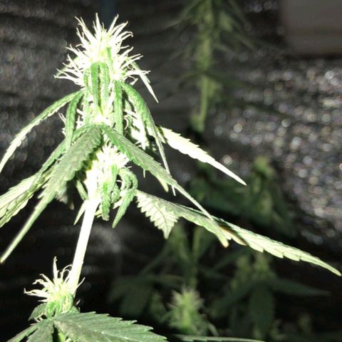 Deep Mandarine  growlog photo: Fotos varias durante todo el crecimiento están desorganizadas pero las fechas puestas en la ficha son correctas, tuvimos controles rigurosos con las fechas ya que durante el tiempo en que se forma el plantin sufrió estrés por falta de luz y provocó que se retrace un poco el crecimiento.