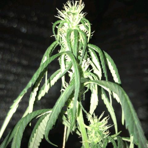 Deep Mandarine  growlog photo: Fotos varias durante todo el crecimiento están desorganizadas pero las fechas puestas en la ficha son correctas, tuvimos controles rigurosos con las fechas ya que durante el tiempo en que se forma el plantin sufrió estrés por falta de luz y provocó que se retrace un poco el crecimiento.