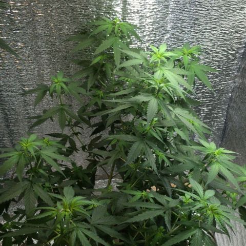 Deep Mandarine  growlog photo: En estás se pueden apreciar mejor las técnicas de podas que utilizadas todas podas apicales, y las diferentes ataduras para acomodar la planta. Si bien no es la mejor estructura cumple las expectativas dándonos unas buenas puntas que se pueden apreciar en las otros fotos y dependiendo el plan alimenticio, luces, ventilación, plan de hs de luz y marcas de productos ustedes podrían incluso sacar algo mejor la verdad es una buena genética que se la banca.