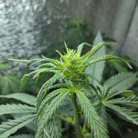 Deep Mandarine  growlog photo: En estás se pueden apreciar mejor las técnicas de podas que utilizadas todas podas apicales, y las diferentes ataduras para acomodar la planta. Si bien no es la mejor estructura cumple las expectativas dándonos unas buenas puntas que se pueden apreciar en las otros fotos y dependiendo el plan alimenticio, luces, ventilación, plan de hs de luz y marcas de productos ustedes podrían incluso sacar algo mejor la verdad es una buena genética que se la banca.