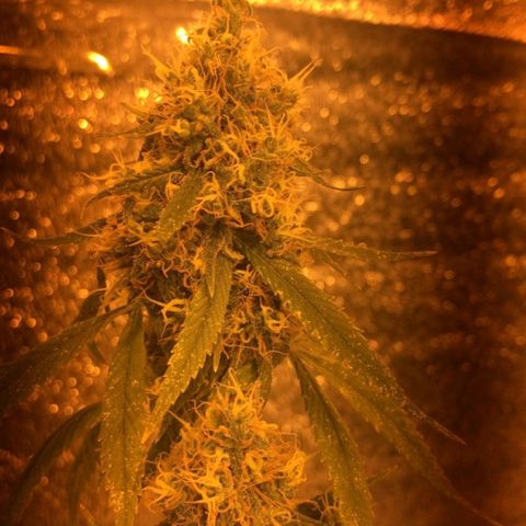 Deep Mandarine  growlog photo: Fotos varias durante todo el crecimiento están desorganizadas pero las fechas puestas en la ficha son correctas, tuvimos controles rigurosos con las fechas ya que durante el tiempo en que se forma el plantin sufrió estrés por falta de luz y provocó que se retrace un poco el crecimiento.